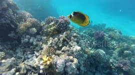 Family Of Yellow Koi Fishes Attached Near Scuba Diver Red Sea