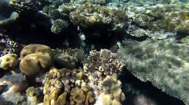 Hilton Sharks Diving Experience Around Coral Reefs
