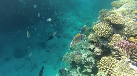Scuba Diving In Concorde El Salam Red Sea