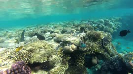 Snorkeling. Hilton Sharks bay. Red sea. Egypt