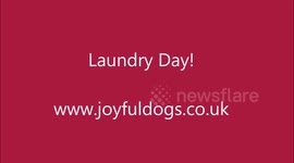Gerry the dog does the laundry