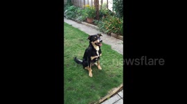 Cool Dog Tricks with Joyful Dogs