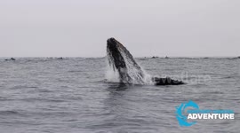 Spectacular moment baby humpback whale breaches off Californian coast