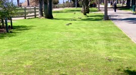 The parks are open, but Los Angeles’ Squirrels are NOT leaving! 100’s of squirrels are acting like people aren’t in charge - notably Palisades Park in Santa Monica. When they fenced in the park last month, the squirrels took over. And they are not ready t