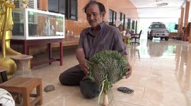 Buddhist devotees are worshipping misshapen pineapple that resembles a monk's fan