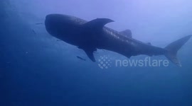 Divers find large whale shark swimming peacefully surrounded by smaller fish