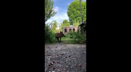 Lockdown Wildlife ~ Foxes In Our Back Garden