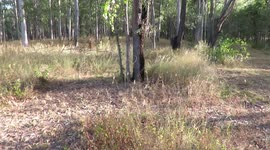 My backyard, full of reptiles and other wildlife.