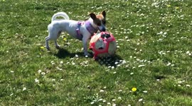 Jack Russell spins around football slow motion in lockdown