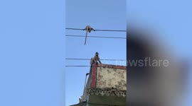 Monkey risks life to rescue her baby stranded on power lines