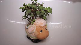 Water falling on a plant ASMR video