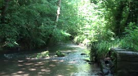 Dippers feed and preen in the River Frome in Stroud, Goucestershire, only minutes from the busy town centre.