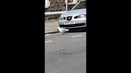 Stomach-churning moment UK seagull tries to swallow a rat WHOLE