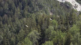 a rare sight : 2 Bearded Vultures flying circles in swiss Alps