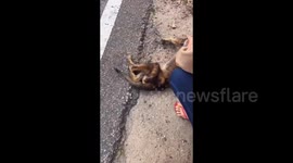 Heartbreaking moment of rescuing a stray dog in Malaysia