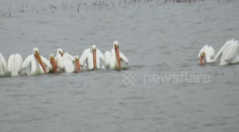 Group of Pelicans fishing for their meal in Ashland WI
