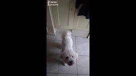 Dog hops up on back legs to beg owner for treats