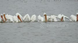 Pelicans fishing in unison on Lake Superior Ashland WI
