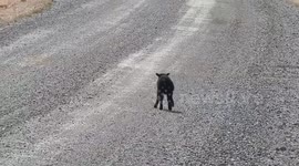 Baah baah black sheep