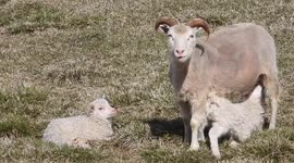 New Icelandic lambs suckling - mother helps - very cute