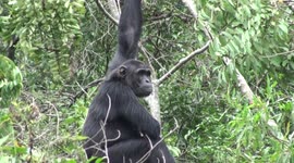 Chimpanzees feed in trees by road in Tongo with sound of UN helicopter overhead, Virunga National Park, Democratic Republic of Congo