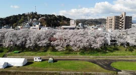 Beautiful drone footage shows the Cherry Blossom trees in Fukui, Japan