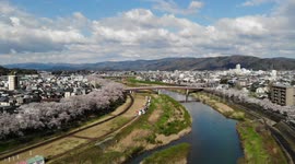 Drone footage shows beautiful cherry blossoms at Asuwa river in Fukui Japan.