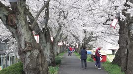 People enjoying cherry blossoms in Fukui, Japan.