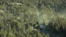 Large clouds of pollen shroud the air above Swiss pine forest