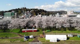 Beautiful drone footage of cherry blossom trees in Fukui, Japan
