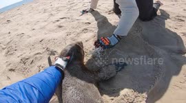 Intense footage shows Namibian conservationist rescue seals trapped in netting