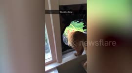 US couple make DIY 'cat chute' from their house to a tent for their feline friends