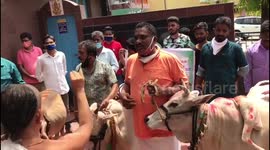 Indian men worship four cows with five legs to drive away Covid 19 virus