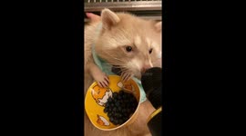 ASMR raccoon eats blueberries into mic