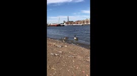 New life on Thames - Canadian geese & goslings