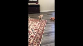 Puppy steals a shoe the same size as himself