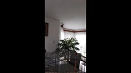 Bird flight slow motion shot