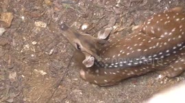 Forest officials, firefighters rescue deer from deep dry well in southern India's Tamil Nadu