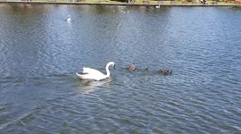 mother duck and ducklings being chased by swans