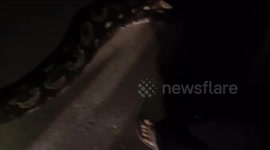 A Giant Python Snake with a Length of Six Meters Predators for Livestock Captured by Residents