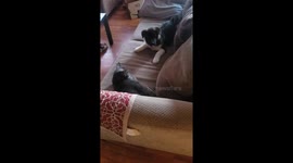 Puppy dog plays with cat