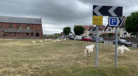 The Great Orme Kashmiri Goats roaming around Llandudno, North Wales, UK