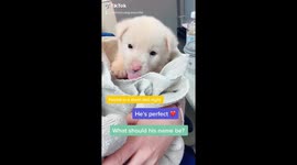 Charles the puppy found in a storm drain
