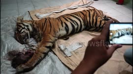 Sumateran Tiger, trapped and killed by