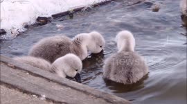 Five baby cygnets