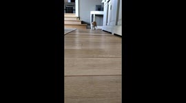 Crazy cat with led light