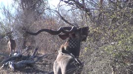 Huge spiral horns on a Greater Kudu bull seem incongruous as he delicately nibbles little leaves in Chobe National Park, Botswana.