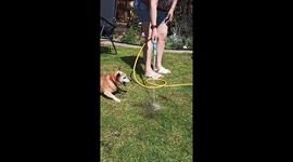 Dog obsessed with biting and playing with water from hosepipe every spring and summer