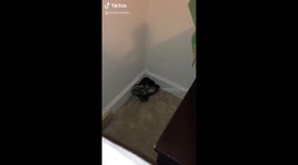 Huge snake found in NC woman’s bed!