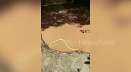 Superstitious locals flock to see green snake cooling off in pond